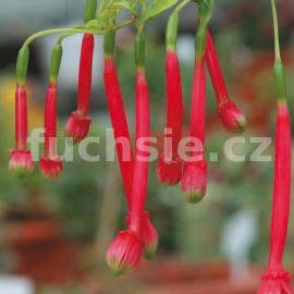 fuchsie Walz Tuba - Fuchsia Walz Tuba