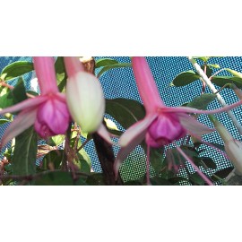 fuchsie Jaspers Weutelwiek - Fuchsia Jaspers Weutelwiek