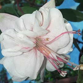 fuchsie Martin Jacob - Fuchsia Martin Jacob