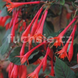 fuchsie Profesor Henkel - Fuchsia Profesor Henkel