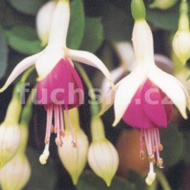 fuchsie Postillion - Fuchsia Postillion