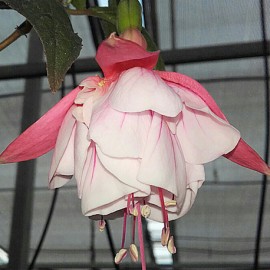 fuchsie Schnes Fichtelgebirge - Fuchsia Schnes Fichtelgebirge
