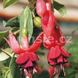 fuchsie Caspar Hauser - Fuchsia Caspar Hauser