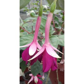 fuchsie Remembering Claire - Fuchsia Remembering Claire