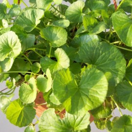 pupenk asijsk - Centella asiatica