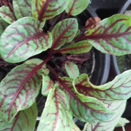 ovk krvav - Rumex sanguineus