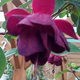 fuchsie Jollies Trailing Tulle - Fuchsia Jollies Trailing Tulle