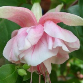 fuchsie Margareta - Fuchsia Margareta