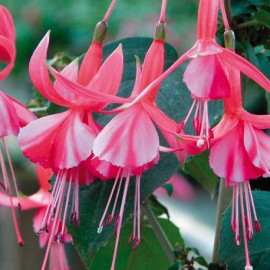 fuchsie Shrimp Cocktail - Fuchsia Shrimp Cocktail