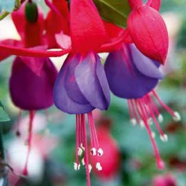 fuchsie Fuchsini Red Blue - Fuchsia Fuchsini Red Blue