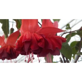 fuchsie C & W Reinhold - Fuchsia C & W Reinhold