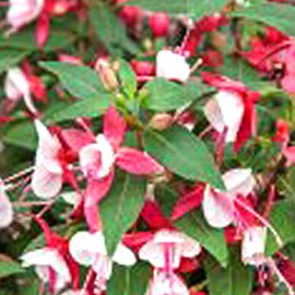 fuchsie Fuchsita  XL Deep Rose White - Fuchsia Fuchsita  XL Deep Rose White