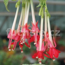 fuchsie Boliv.Var. Pinc Cornet - Fuchsia Boliv.Var. Pinc Cornet