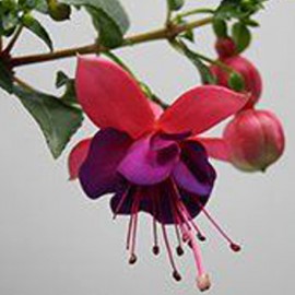 fuchsie Jollies Trailing Bizet - Fuchsia Jollies Trailing Bizet