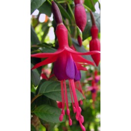 fuchsie Copycat - Fuchsia Copycat