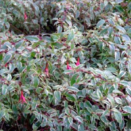 fuchsie magelnsk Tricolorii - Fuchsia magellanica Tricolorii