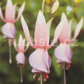 fuchsie Border Queen - Fuchsia Border Queen