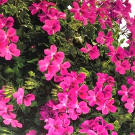pelargonie Happy Face Magenta - Pelargonium peltatum Happy Face Magenta