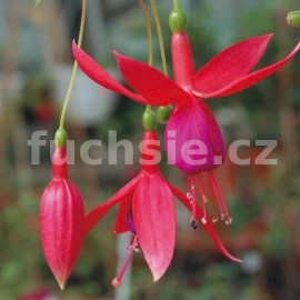 fuchsie Morrelis - Fuchsia Morrelis