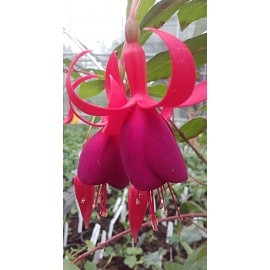 fuchsie Achievement - Fuchsia Achievement