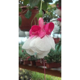 fuchsie Sissi Prll - Fuchsia Sissi Prll