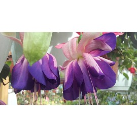 fuchsie Masquerade - Fuchsia Masquerade