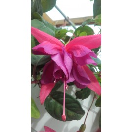 fuchsie Love Knot - Fuchsia Love Knot