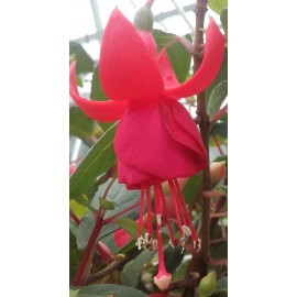 fuchsie Botanischer Garten Augsburg - Fuchsia Botanischer Garten Augsburg
