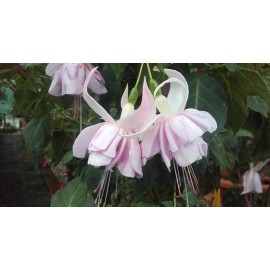 fuchsie Princess Kaja - Fuchsia Princess Kaja