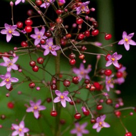 talinum - Talinum paniculatum