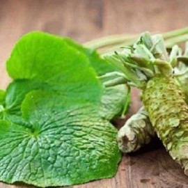 Eutrema japonicum