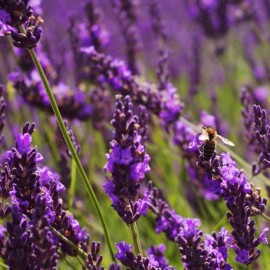 levandule lkask - Lavandula angustifolia