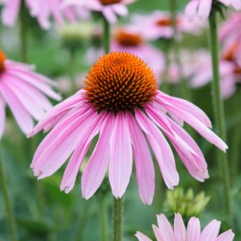 tapatka nachov - Echinacea purpurea