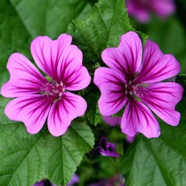 slz maursk - Malva sylvestris var. mauritiana
