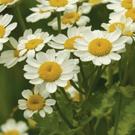 imbaba obecn - Tanacetum parthenium