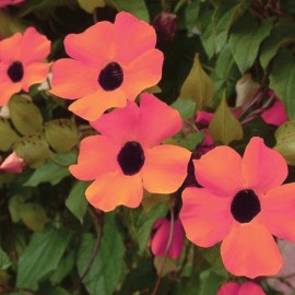 thunbergie kdlat Dark Apricot - Thunbergia alata Dark Apricot