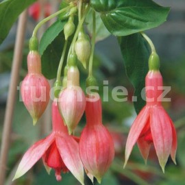 fuchsie Prince of Orange - Fuchsia Prince of Orange