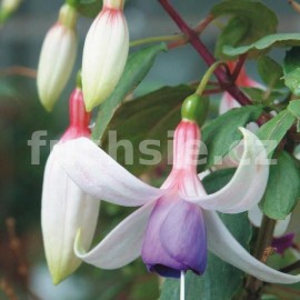 fuchsie Calverey - Fuchsia Calverey