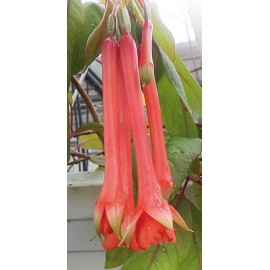 fuchsie Leonard von Fuchs - Fuchsia Leonard von Fuchs