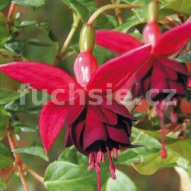 fuchsie President Georg Barlett - Fuchsia President Georg Barlett