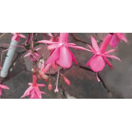 fuchsie Herps Achtspan - Fuchsia Herps Achtspan