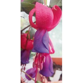 fuchsie Pan Pain Care - Fuchsia Pan Pain Care