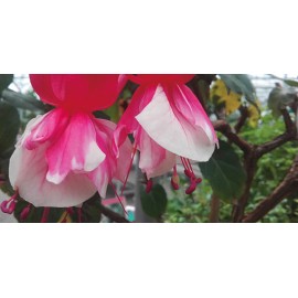 fuchsie Gerhard Wunderlich - Fuchsia Gerhard Wunderlich