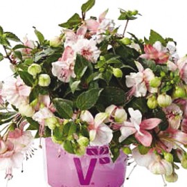 fuchsie Leonita Double Pink-White - Fuchsia Leonita Double Pink-White