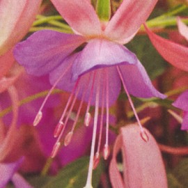 fuchsie Leonita Pink-Lilac - Fuchsia Leonita Pink-Lilac