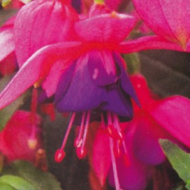 fuchsie Leonita Rose-Violet - Fuchsia Leonita Rose-Violet