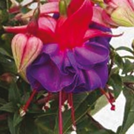 fuchsie Jollies Trailing Laon - Fuchsia Jollies Trailing Laon