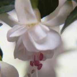 fuchsie Jollies Trailing Toulon - Fuchsia Jollies Trailing Toulon