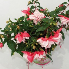 fuchsie Jollies La Grande Jurancon - Fuchsia Jollies La Grande Jurancon