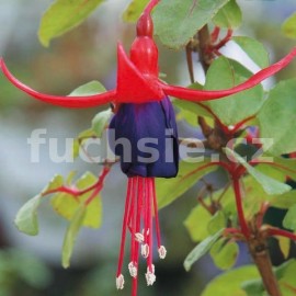 fuchsie Eden Rock - Fuchsia Eden Rock